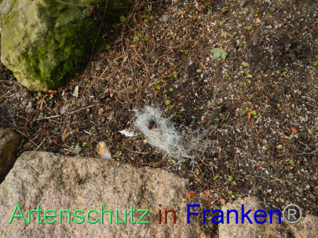 Ā© Artenschutz in FrankenĀ® Bild zum Eintrag (1100608-160)