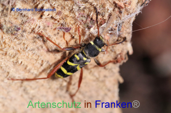 © Artenschutz in Franken® / Bernhard Schmalisch Bild zum Eintrag (1100802-160)
