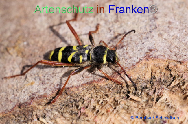 © Artenschutz in Franken® / Bernhard Schmalisch Bild zum Eintrag (1100805-160)
