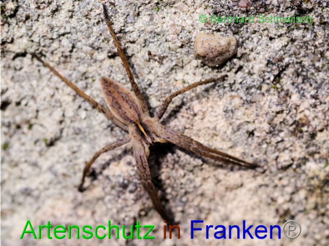 © Artenschutz in Franken® / Bernhard Schmalisch Bild zum Eintrag (1101718-160)