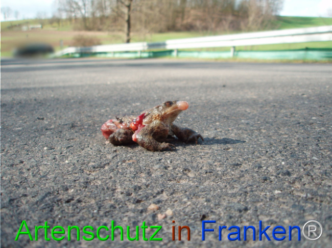 © Artenschutz in Franken® Bild zum Eintrag (1101798-160)