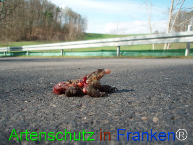 © Artenschutz in Franken® Bild zum Eintrag (1101799-160)