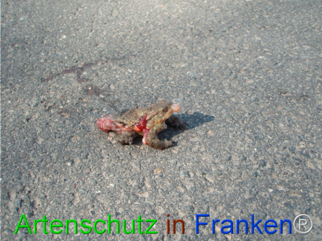 © Artenschutz in Franken® Bild zum Eintrag (1101800-160)