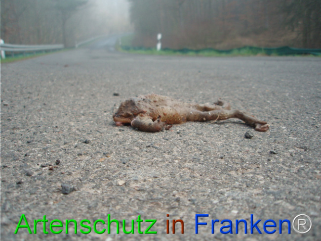 © Artenschutz in Franken® Bild zum Eintrag (1101802-160)