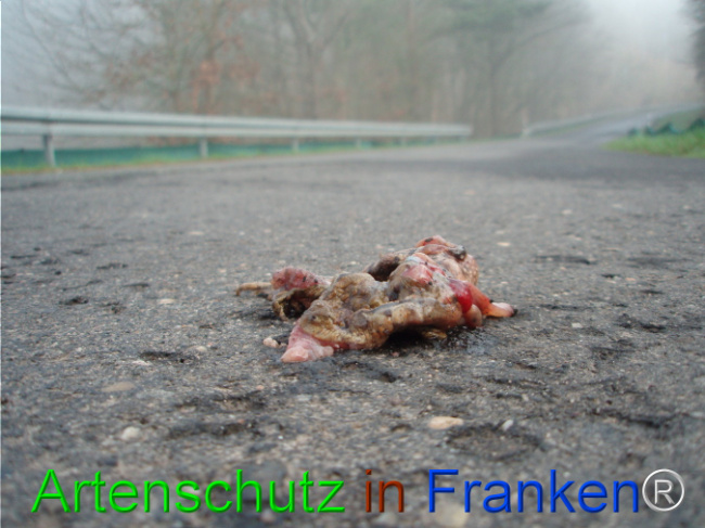 © Artenschutz in Franken® Bild zum Eintrag (1101803-160)