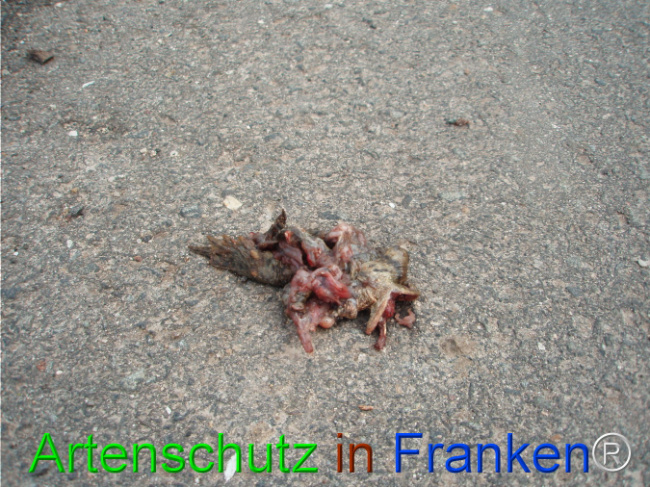 © Artenschutz in Franken® Bild zum Eintrag (1101804-160)
