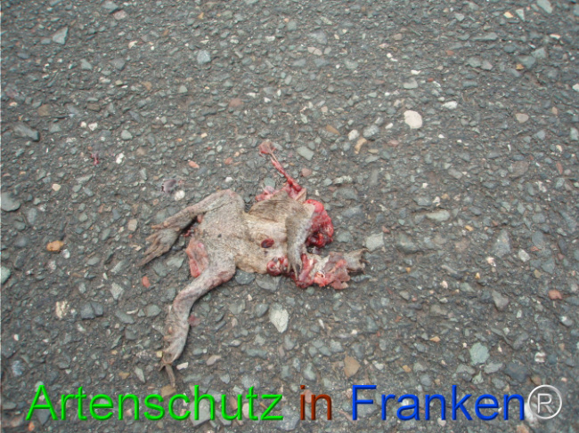© Artenschutz in Franken® Bild zum Eintrag (1101811-160)