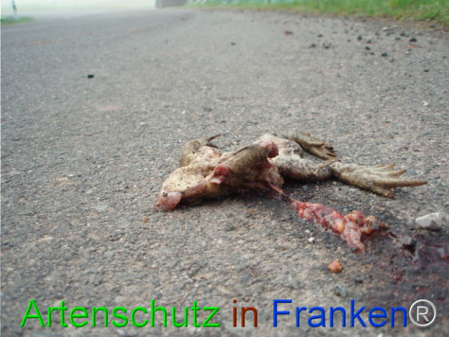 © Artenschutz in Franken® Bild zum Eintrag (1101812-160)