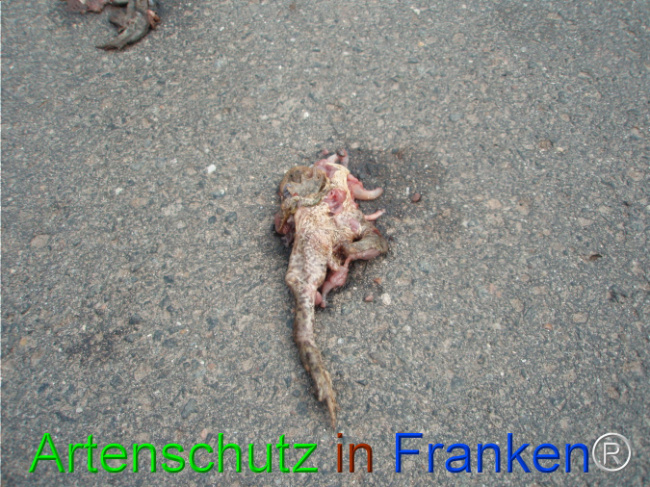© Artenschutz in Franken® Bild zum Eintrag (1101813-160)