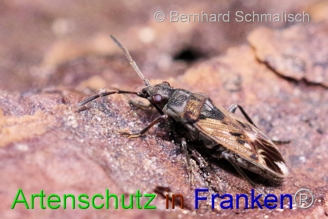 © Artenschutz in Franken® / Bernhard Schmalisch Bild zum Eintrag (1102340-160)