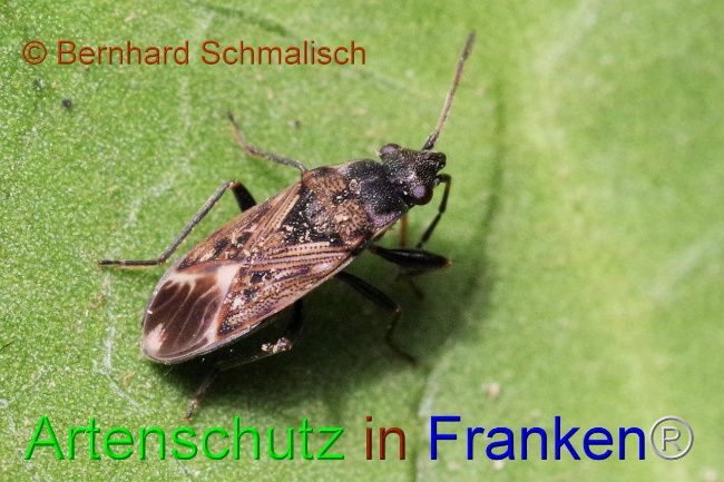 © Artenschutz in Franken® / Bernhard Schmalisch Bild zum Eintrag (1102341-160)