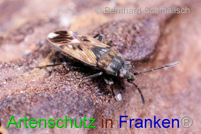 © Artenschutz in Franken® / Bernhard Schmalisch Bild zum Eintrag (1102342-160)