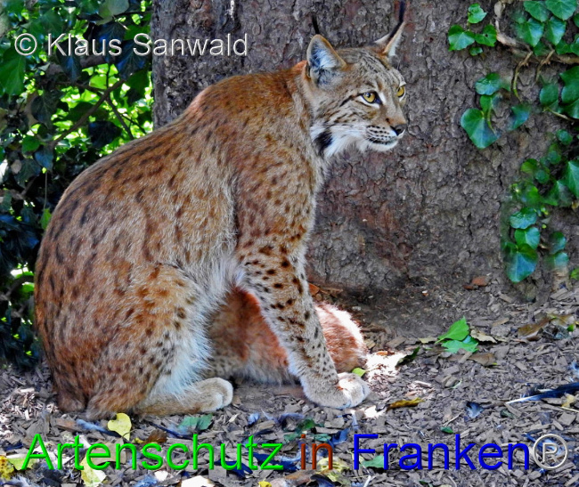 © Artenschutz in Franken® / Klaus Sanwald Bild zum Eintrag (1102353-160)