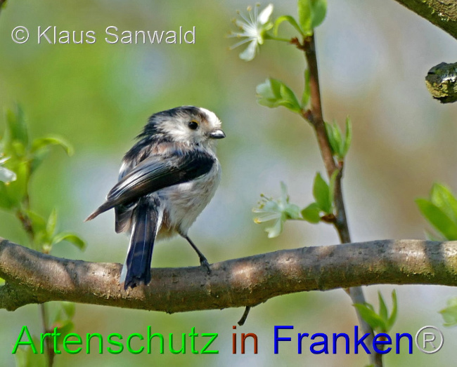 © Artenschutz in Franken® / Klaus Sanwald Bild zum Eintrag (1102358-160)