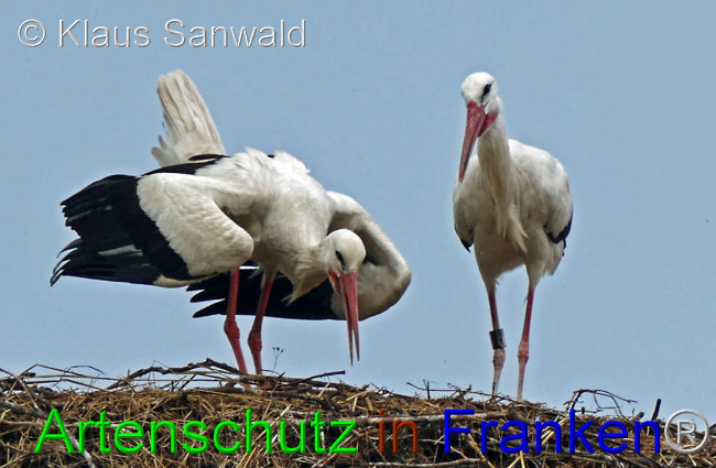 © Artenschutz in Franken® / Klaus Sanwald Bild zum Eintrag (1102360-160)