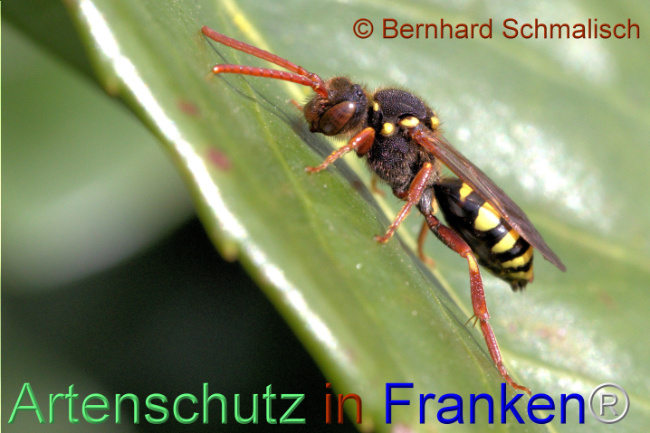 Bild zum Eintrag (1102397-160)