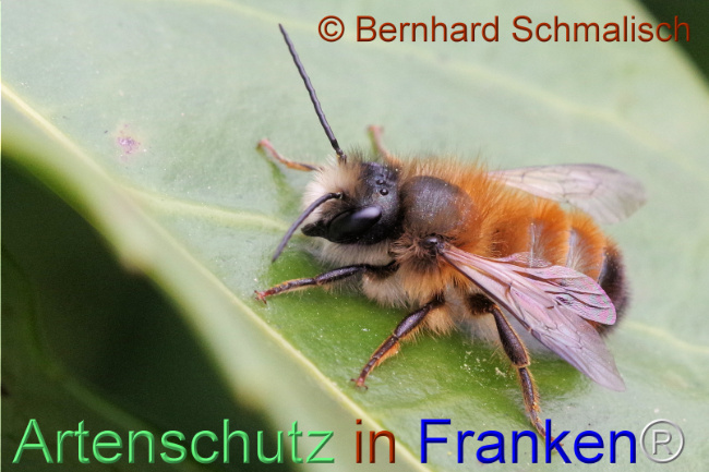 © Artenschutz in Franken® / Bernhard Schmalisch Bild zum Eintrag (1102402-160)