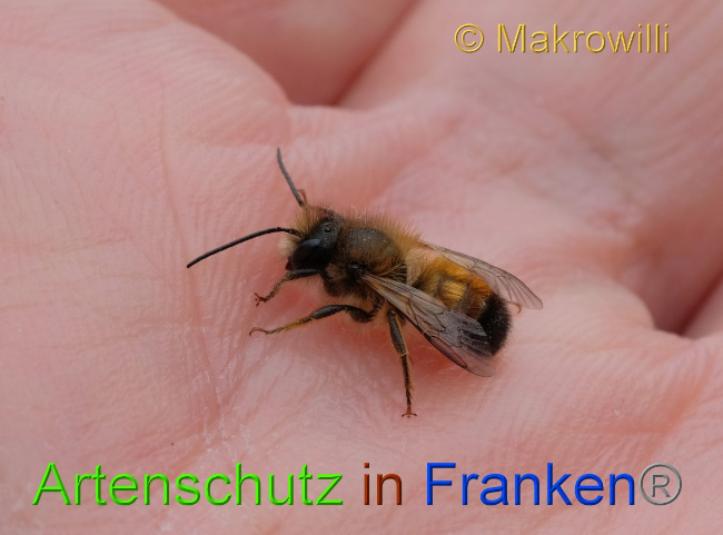 © Artenschutz in Franken® / Makrowilli Bild zum Eintrag (1102403-160)