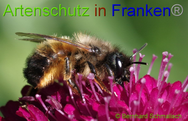 © Artenschutz in Franken® / Bernhard Schmalisch Bild zum Eintrag (1102405-160)