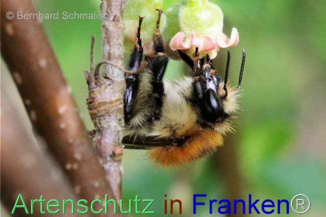 © Artenschutz in Franken® / Bernhard Schmalisch Bild zum Eintrag (1102754-160)