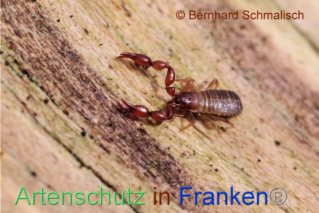© Artenschutz in Franken® / Bernhard Schmalisch Bild zum Eintrag (1102837-160)