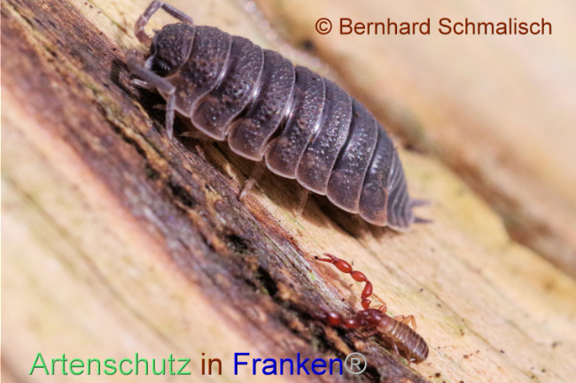 © Artenschutz in Franken® / Bernhard Schmalisch Bild zum Eintrag (1102911-160)