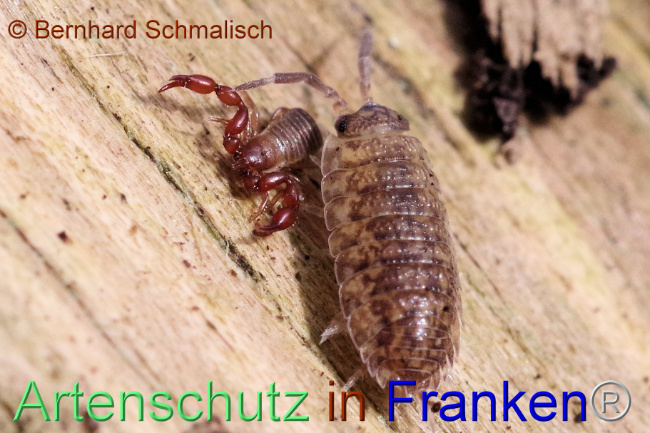 © Artenschutz in Franken® / Bernhard Schmalisch Bild zum Eintrag (1102912-160)