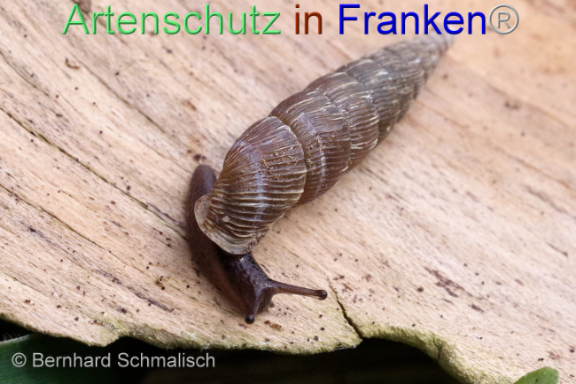 © Artenschutz in Franken® / Bernhard Schmalisch Bild zum Eintrag (1102921-160)
