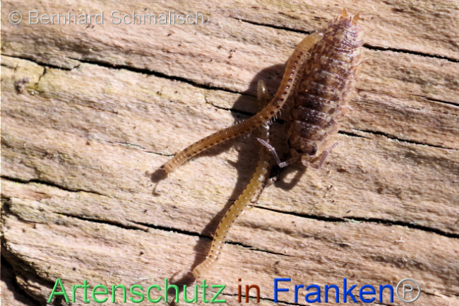 © Artenschutz in Franken® / Bernhard Schmalisch Bild zum Eintrag (1102995-160)