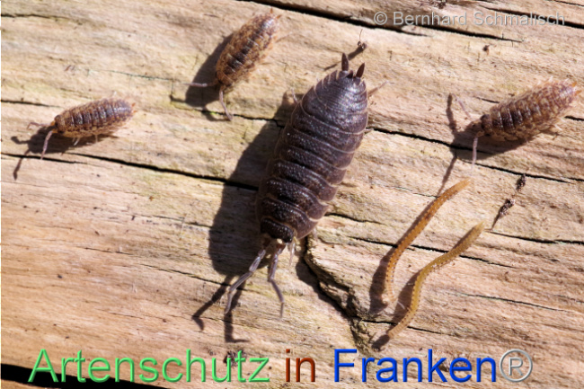 © Artenschutz in Franken® / Bernhard Schmalisch Bild zum Eintrag (1102996-160)