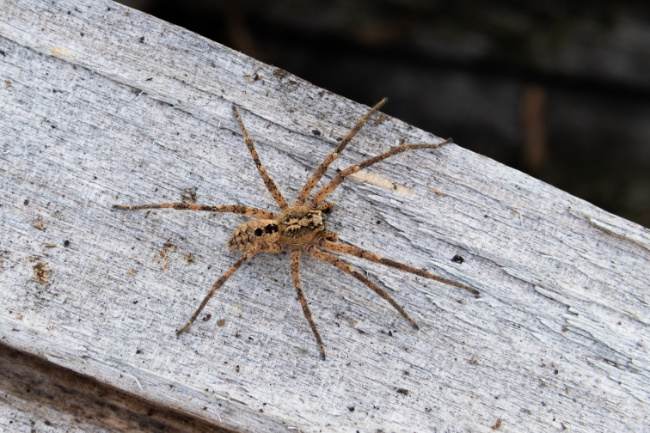 © NABU/Robert/Pfeifle Bild zum Eintrag (1103025-160)
