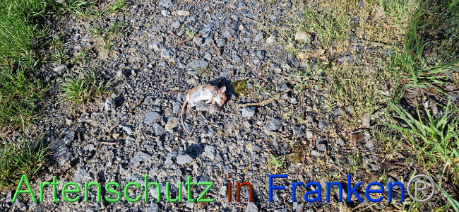 © Artenschutz in Franken® Bild zum Eintrag (1103119-160)