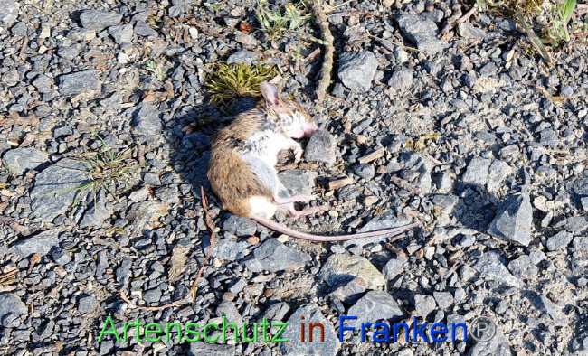 © Artenschutz in Franken® Bild zum Eintrag (1103120-160)
