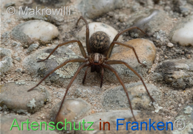 © Artenschutz in Franken® / Makrowilli Bild zum Eintrag (1103166-160)
