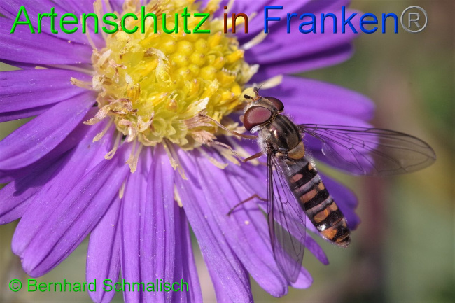 © Artenschutz in Franken® / Bernhard Schmalisch Bild zum Eintrag (1103219-160)