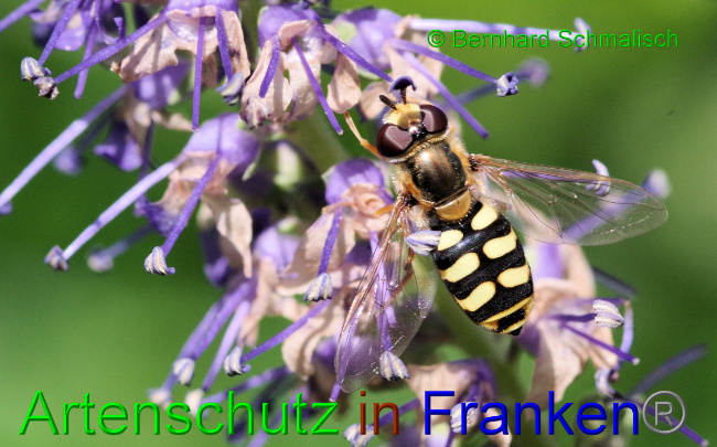 © Artenschutz in Franken® / Bernhard Schmalisch Bild zum Eintrag (1103228-160)
