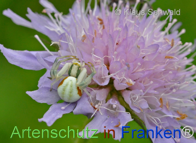 © Artenschutz in Franken® / Klaus Sanwald Bild zum Eintrag (1103246-160)