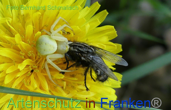 Copyright AiF / Bernhard Schmalisch Bild zum Eintrag (1103250-160)
