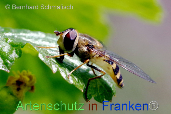 © Artenschutz in Franken® / Bernhard Schmalisch Bild zum Eintrag (1103616-160)