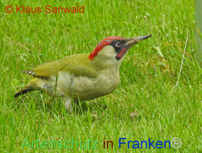 © Artenschutz in Franken® / Klaus Sanwald Bild zum Eintrag (1103874-160)
