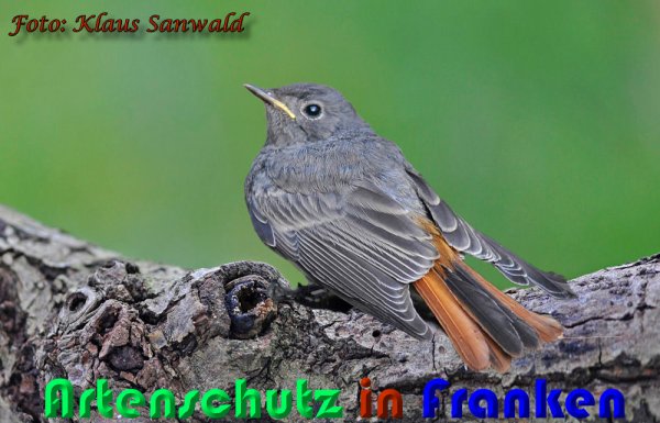 Copyright AiS Klaus Sanwald Bild zum Eintrag (1103881-160)