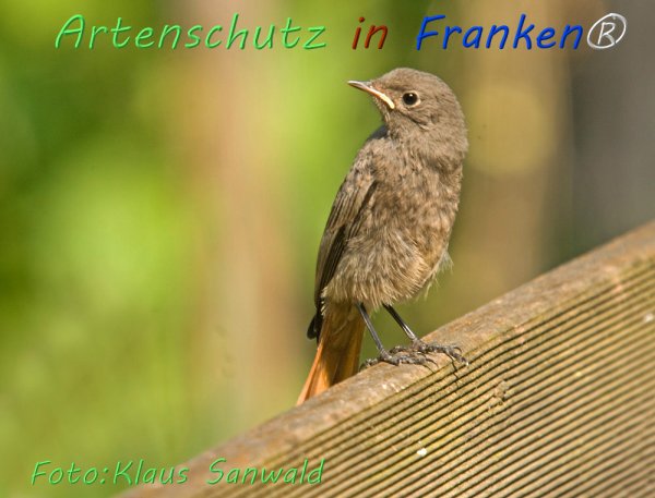 Copyright AiF Klaus Sanwald Bild zum Eintrag (1103883-160)