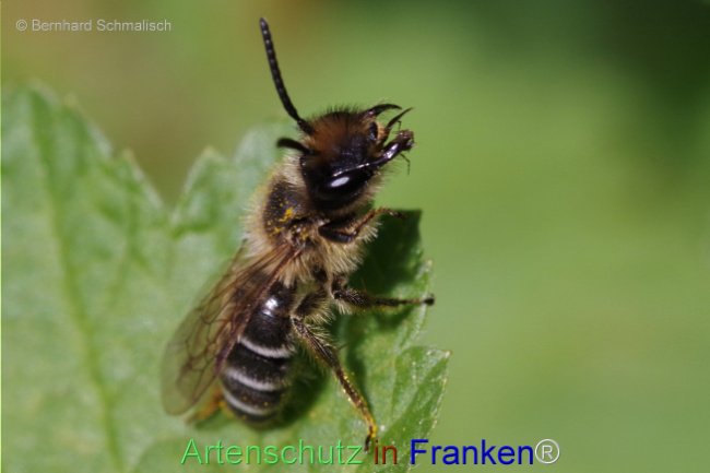 © Artenschutz in Franken® / Bernhard Schmalisch Bild zum Eintrag (1103925-160)