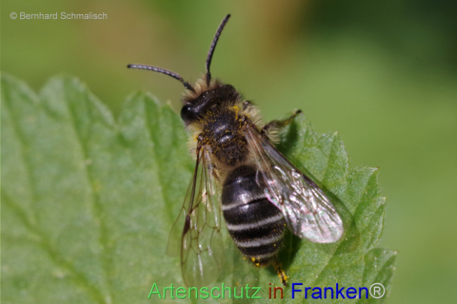 © Artenschutz in Franken® / Bernhard Schmalisch Bild zum Eintrag (1103926-160)