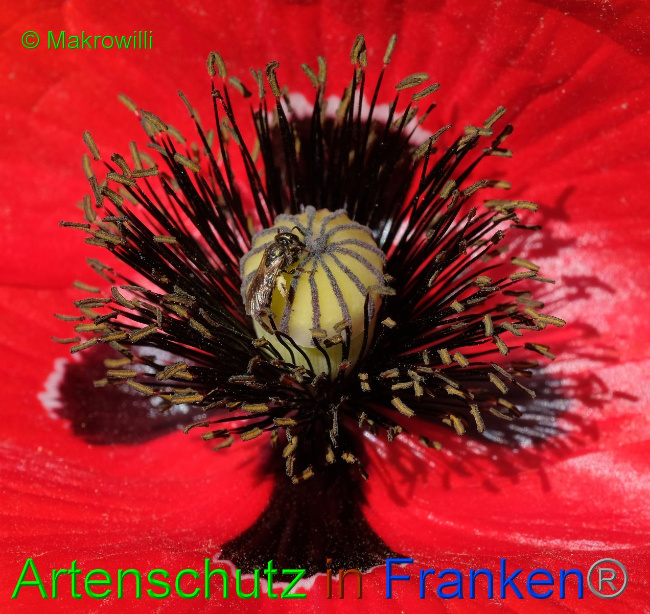© Artenschutz in Franken® / Makrowilli Bild zum Eintrag (1103933-160)