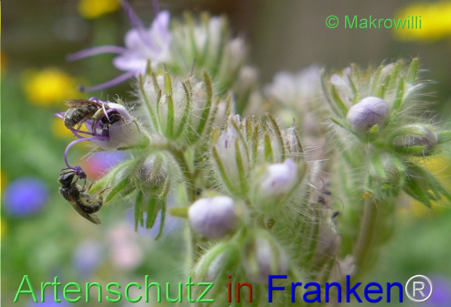 © Artenschutz in Franken® / Makrowilli Bild zum Eintrag (1103935-160)