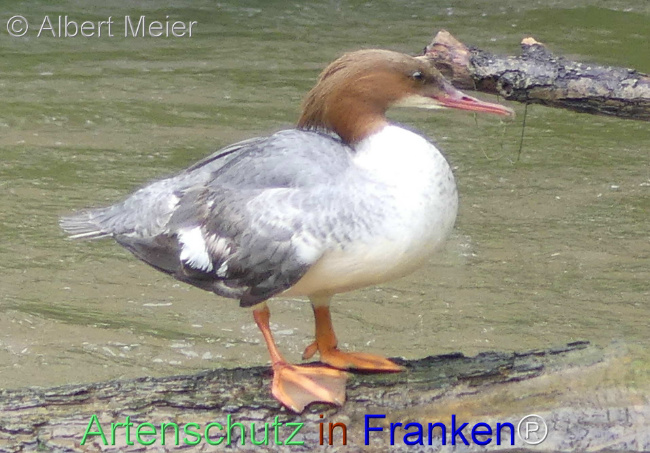 Bild zum Eintrag (1104269-160)