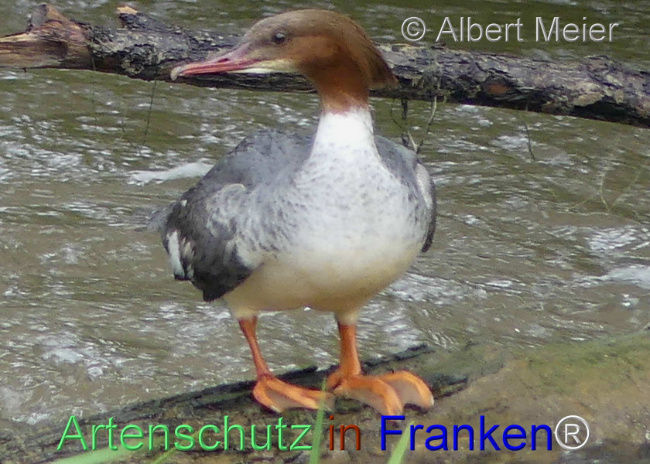 © Artenschutz in Franken® / Albert Meier Bild zum Eintrag (1104271-160)