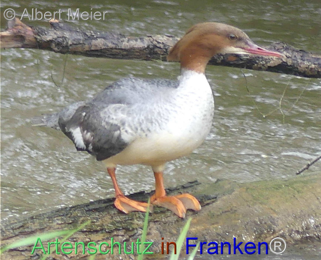 © Artenschutz in Franken® / Albert Meier Bild zum Eintrag (1104273-160)