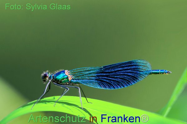 Copyright AiF Sylvia Glaas Bild zum Eintrag (1104286-160)